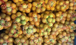 Bưởi gắn mác Soi Hà vài nghìn đồng một quả