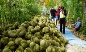 Sầu riêng tươi xuất khẩu có cơ chế kiểm soát riêng Sầu riêng tươi xuất khẩu có cơ chế kiểm soát riêng