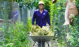 Trung Quốc chi gần tỷ USD mua sầu riêng Việt trong một tháng